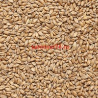 Солод пшеничный (Курский солод), 1 кг